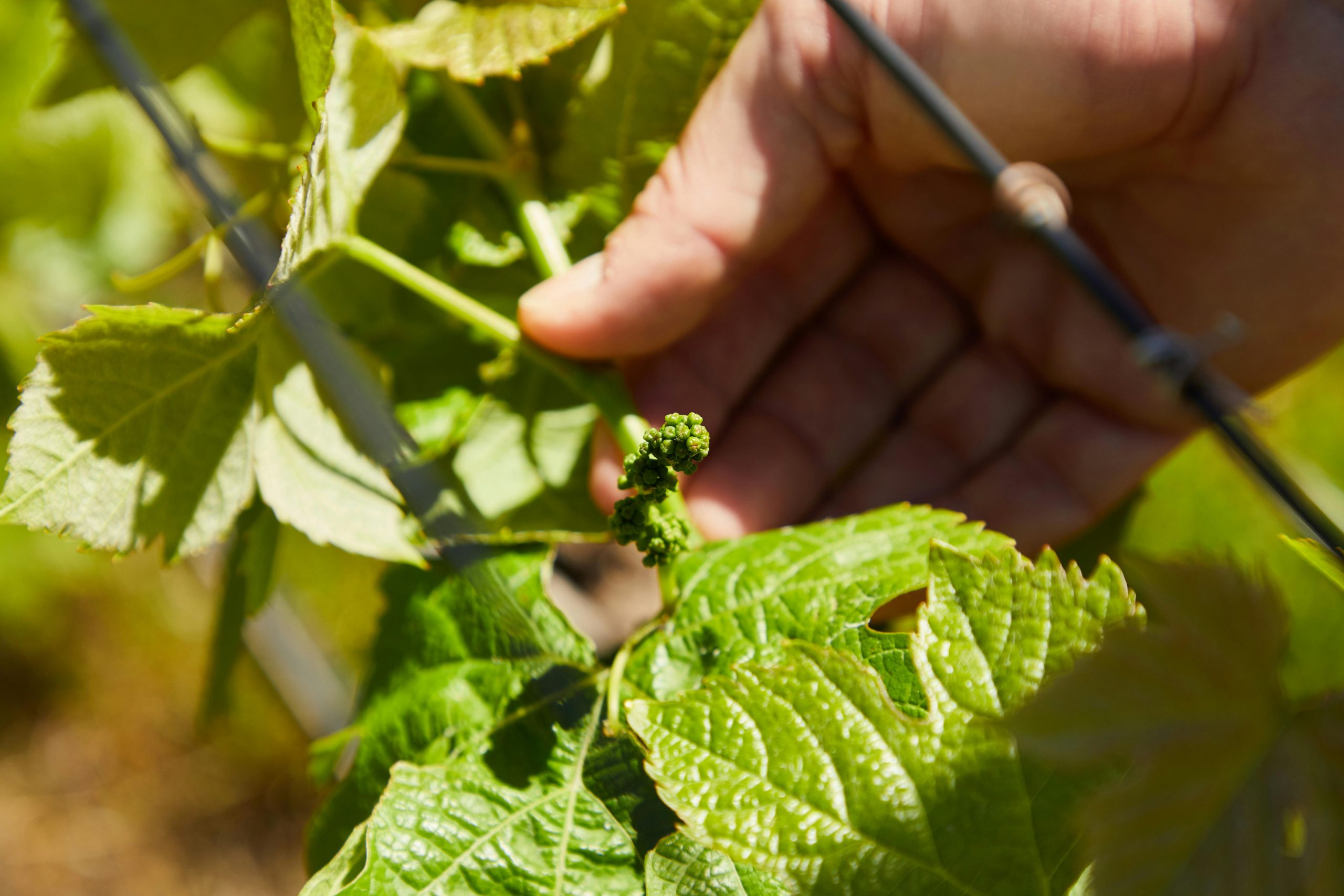 Grape Vines