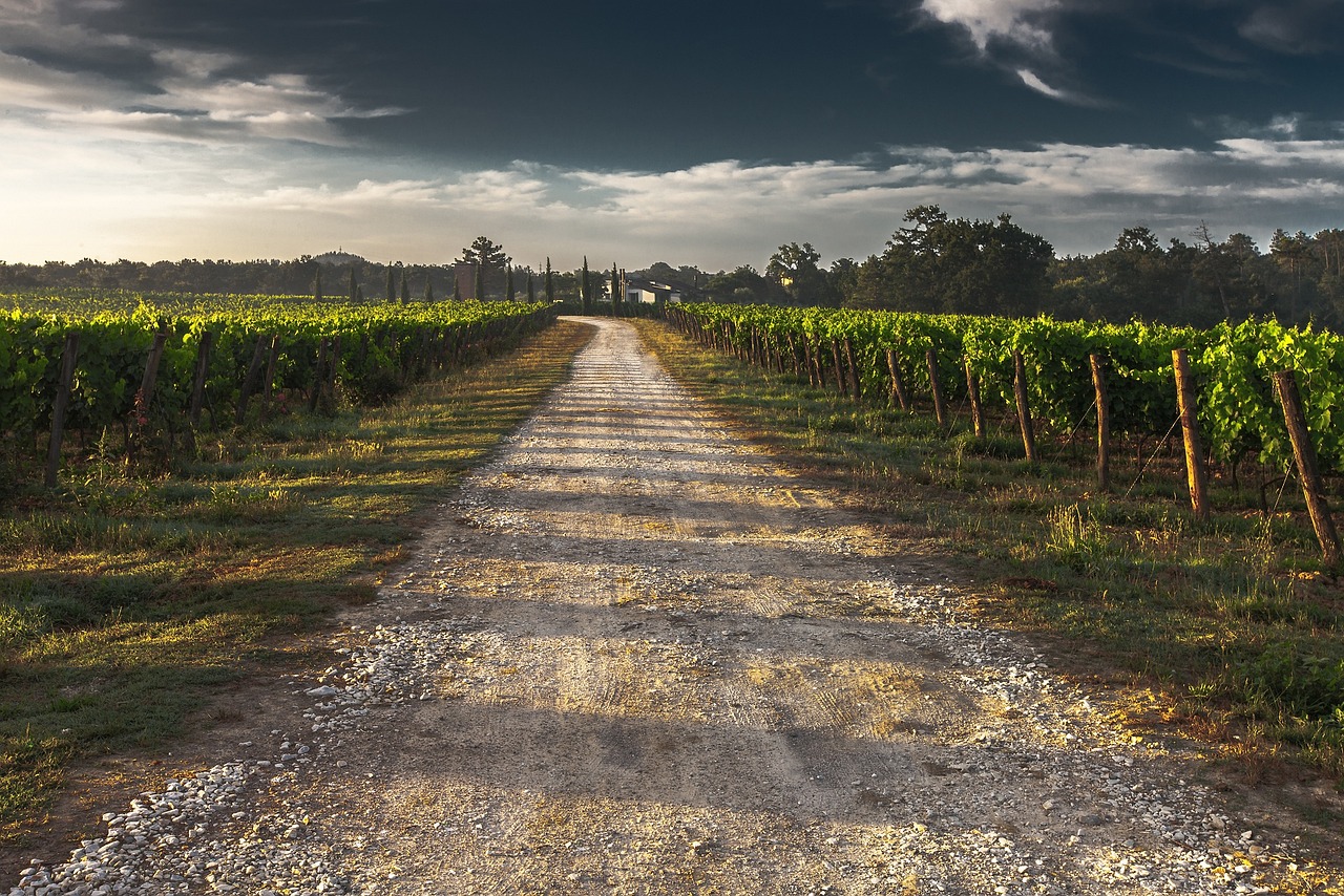 Winemaking in Australia