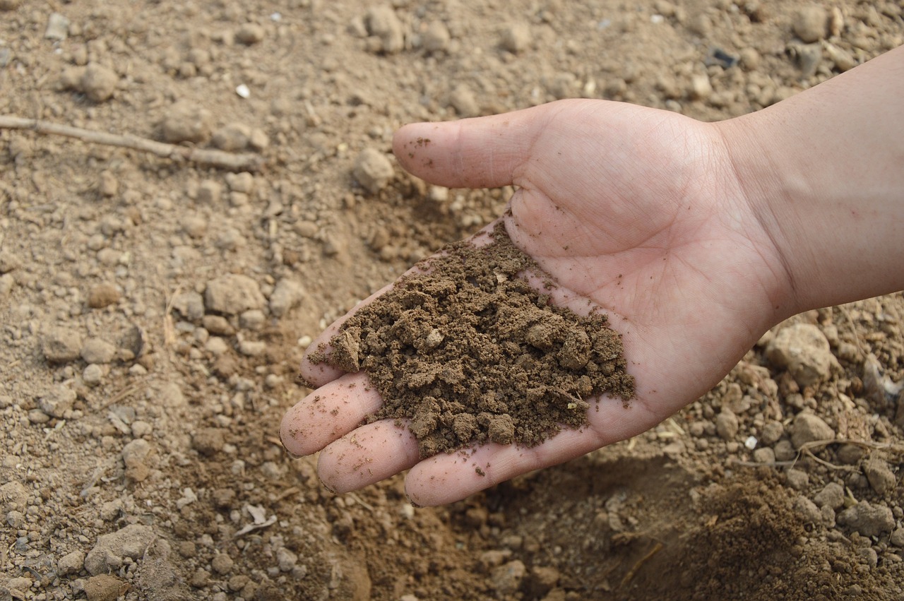 Soil Vineyard