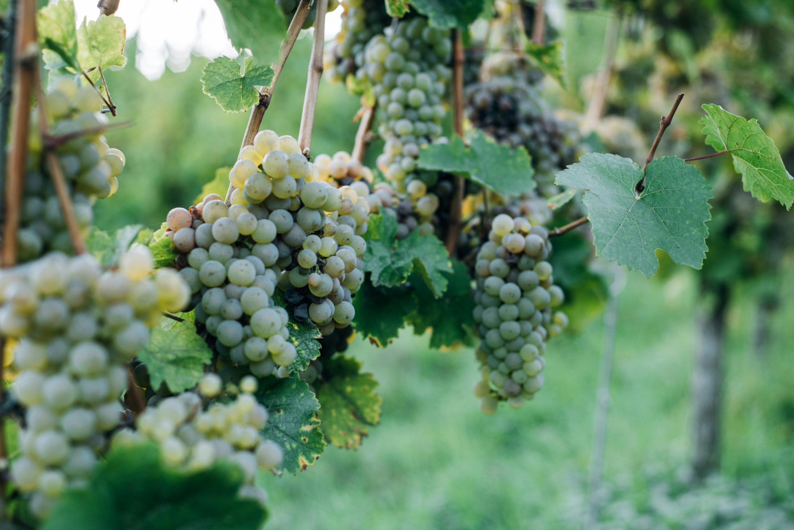 Backyard Vineyard