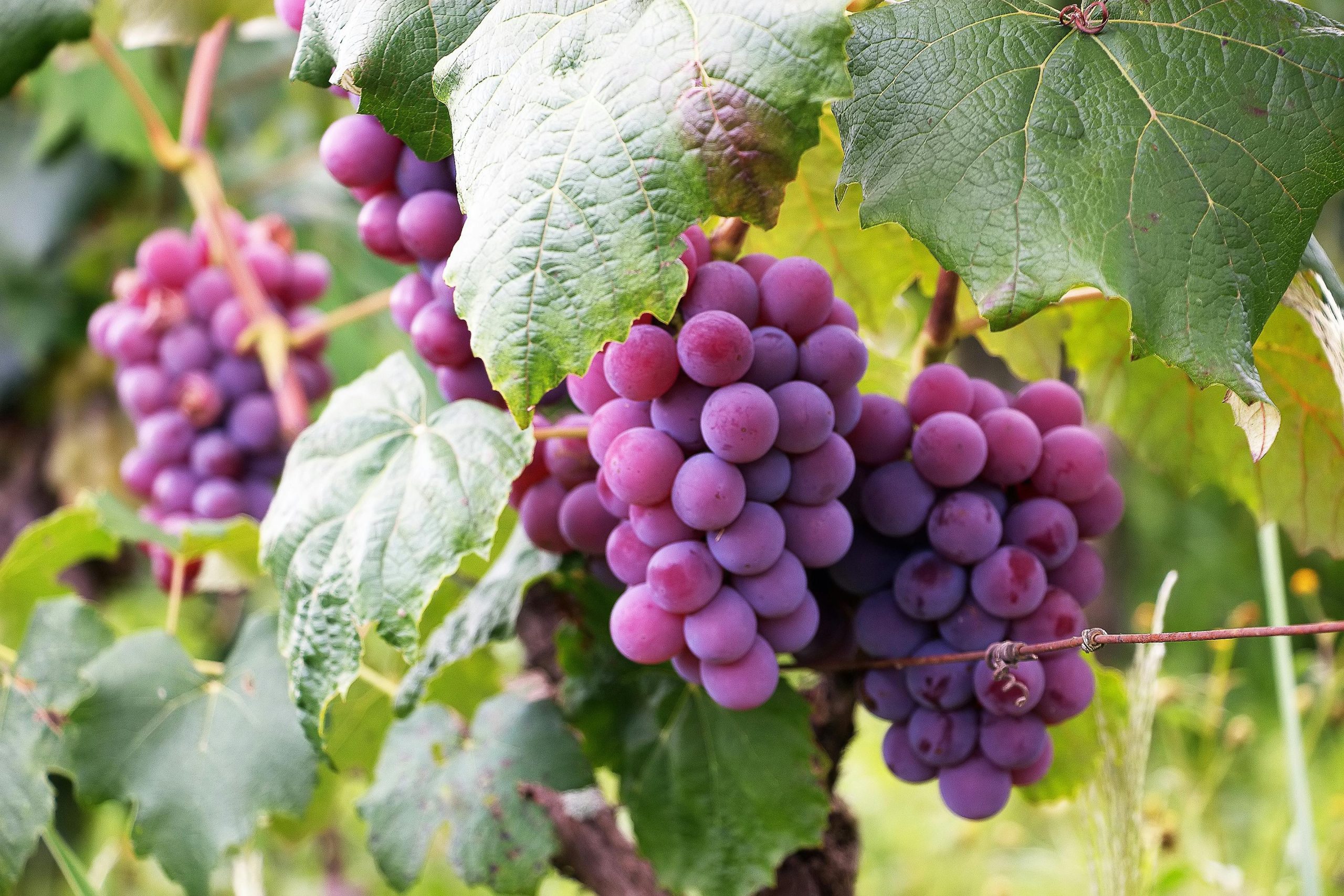 Table Grapes vs Wine Grapes