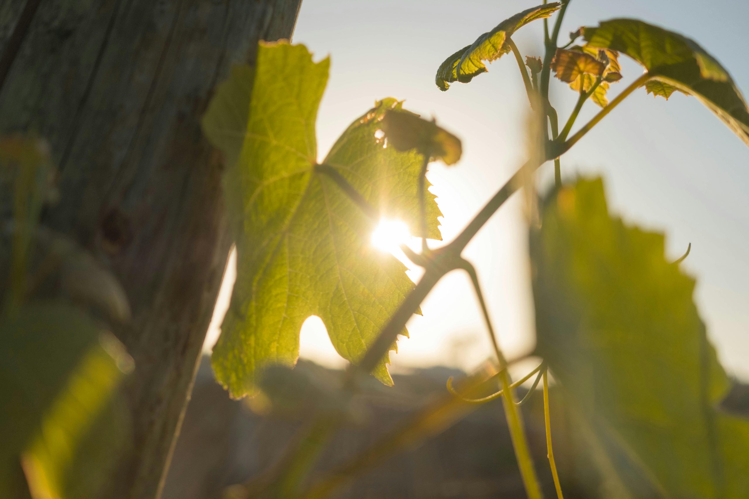 keeping vines healthy