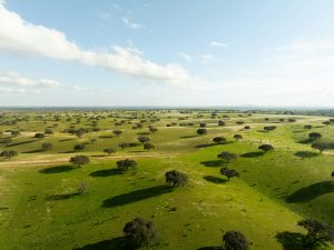 Alentejo's Wine Trails