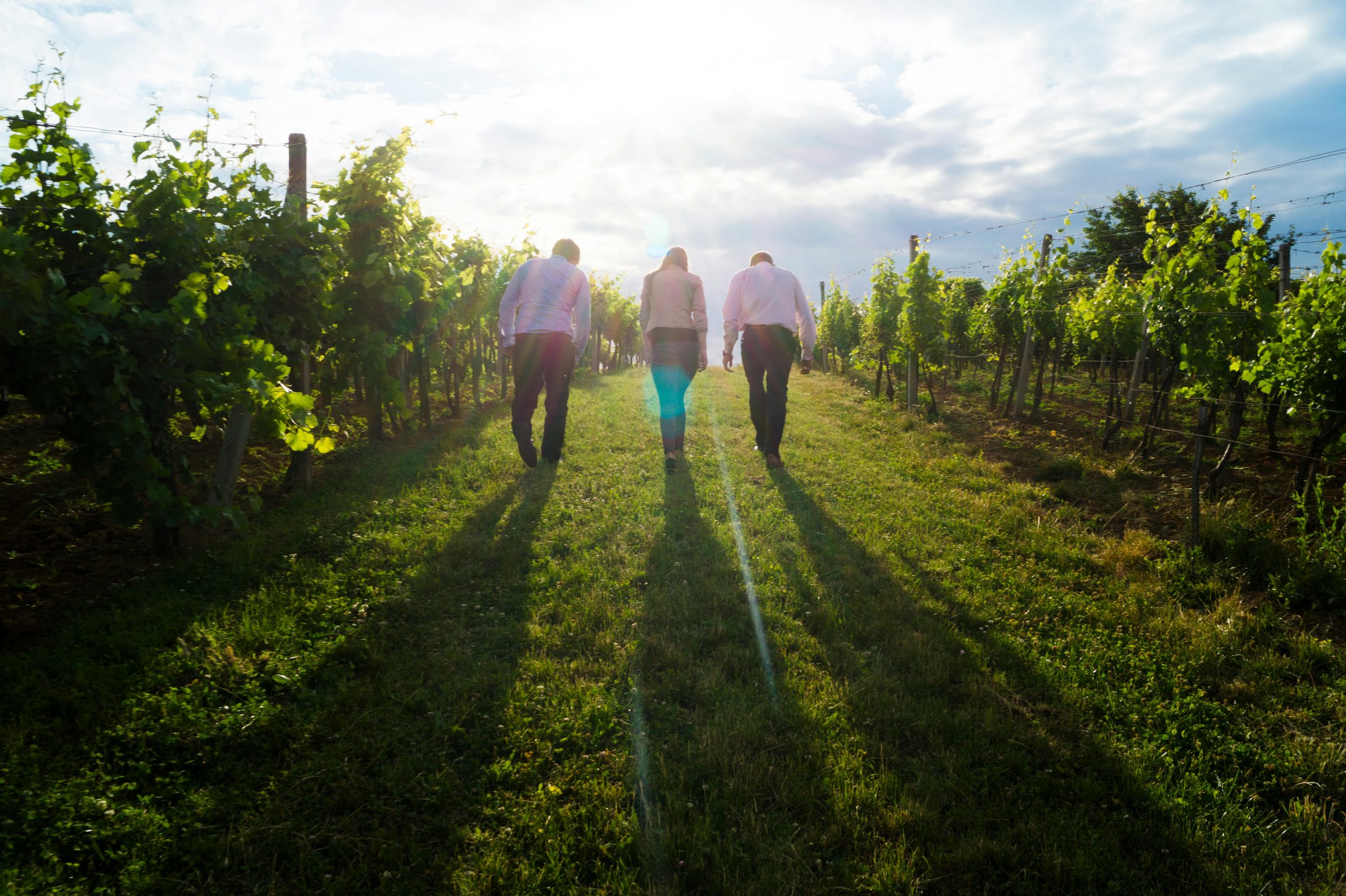 Backyard Vineyard