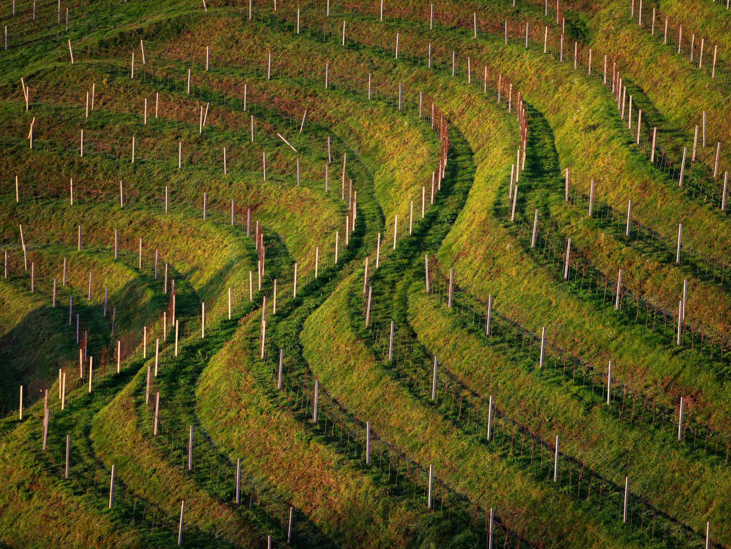 DIY Vineyard Trellises