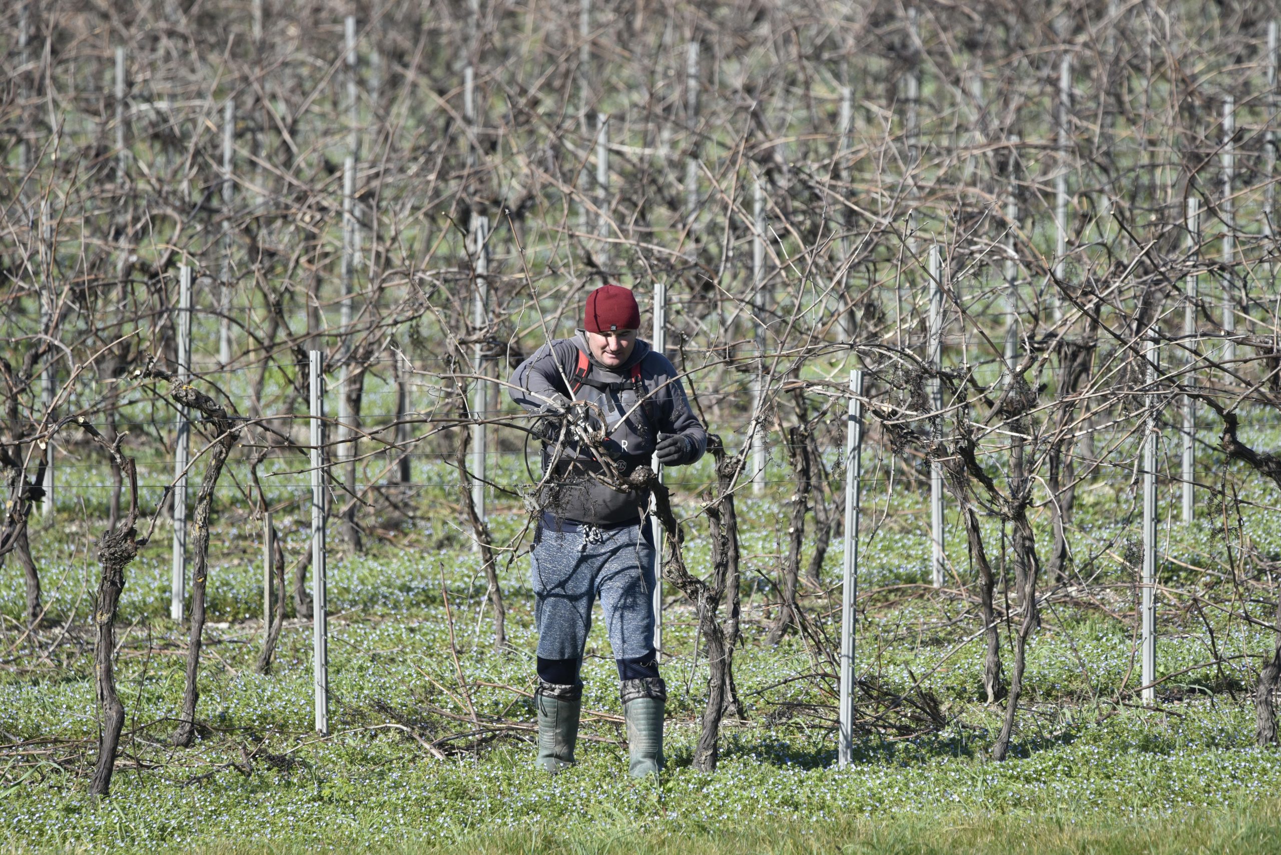 Starting a Vineyard