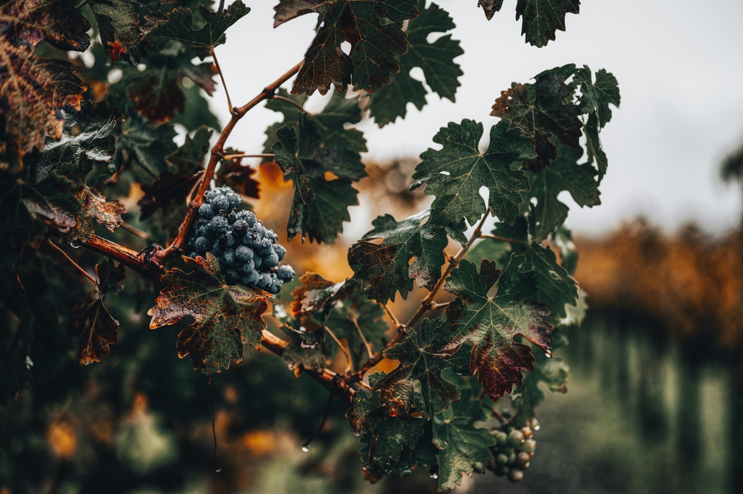 Homemade Ice Wine