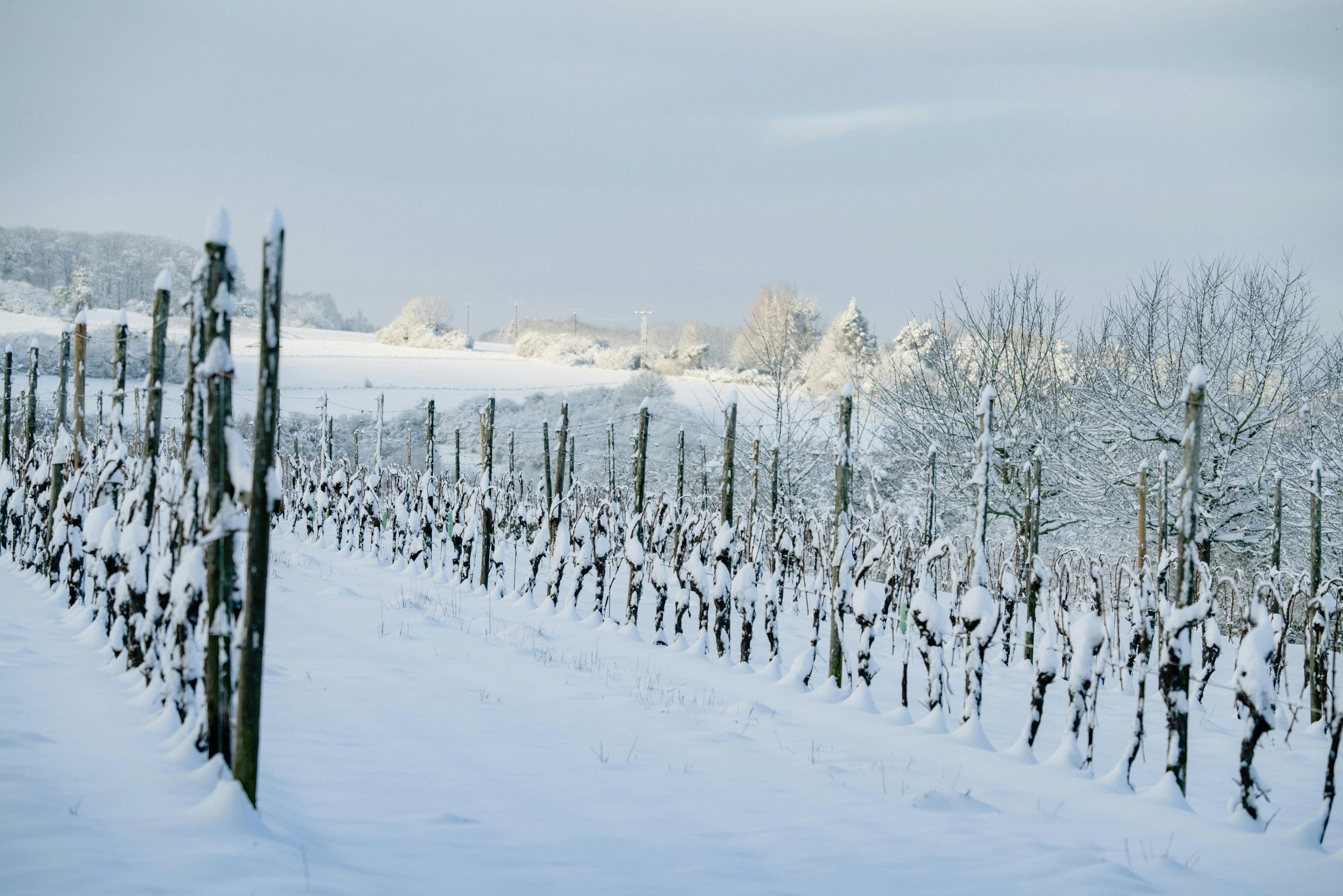 Ice Wine Harvest