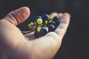 Future of Wine U.S. Tariffs