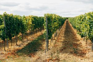 Geosmin or Terroir