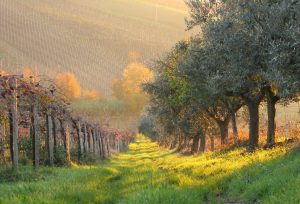 Winemakers Alternative Crops