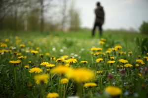 How to Make Dandelion Wine