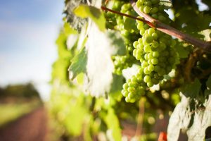 Wine with TLC