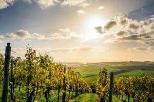 Real Estate Wine