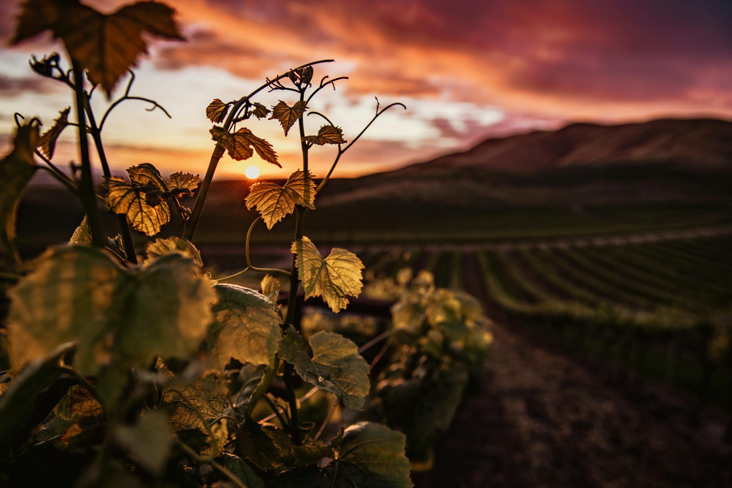 wine Home for Under $50K
