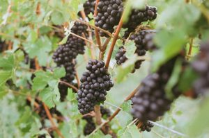 Green Pinot Noir
