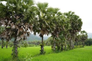 Asian Tree Whose Sap Is Fermented to Make Wine Crossword Clue