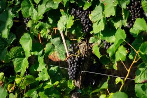 Portugal Has More Native Grape Varieties