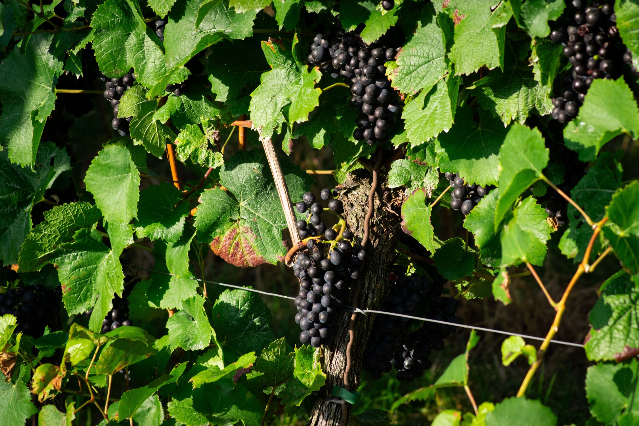 Portugal Has More Native Grape Varieties