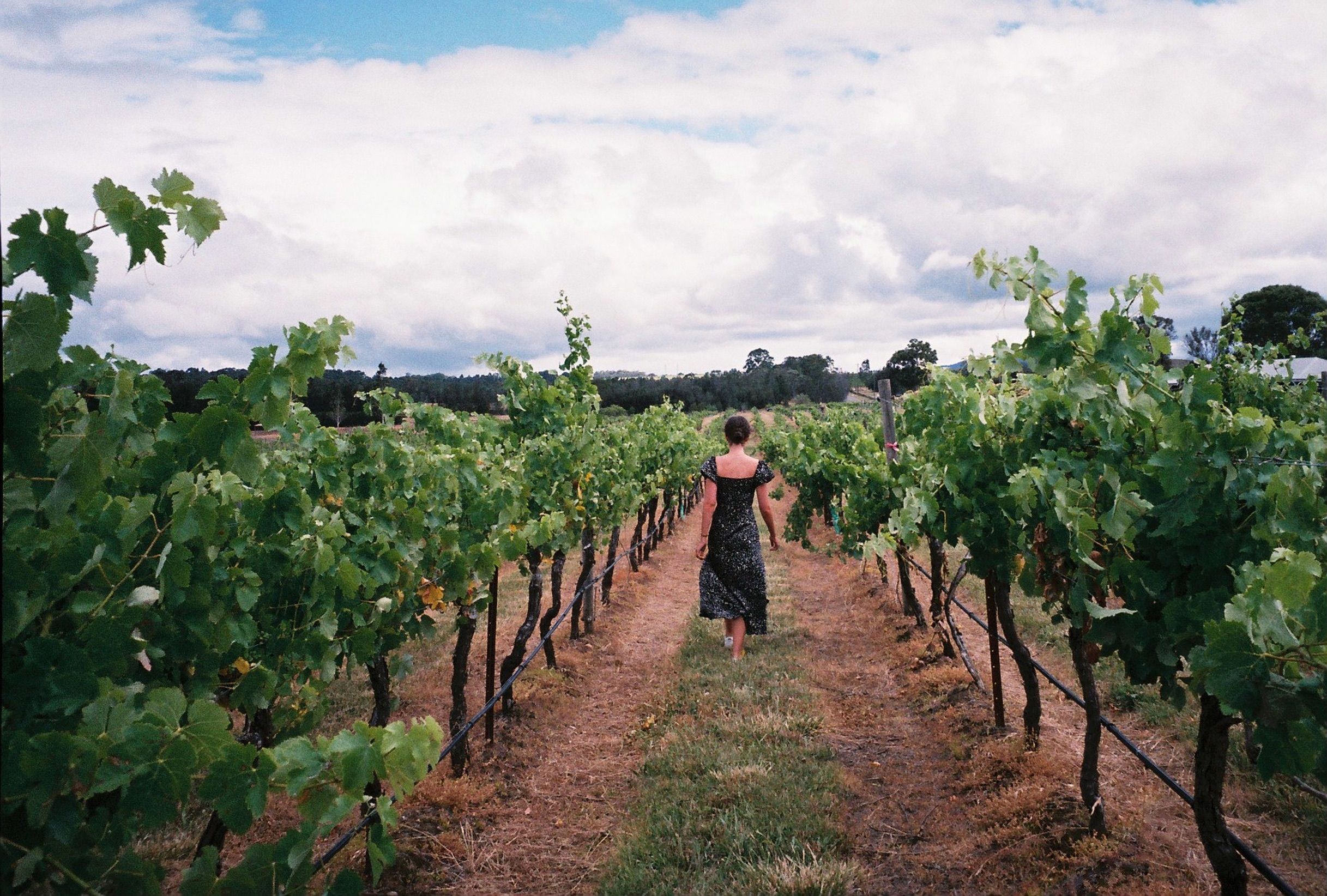 Halliday Wine Companion