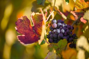 Vineyard Leaves Used for Heavy Legs