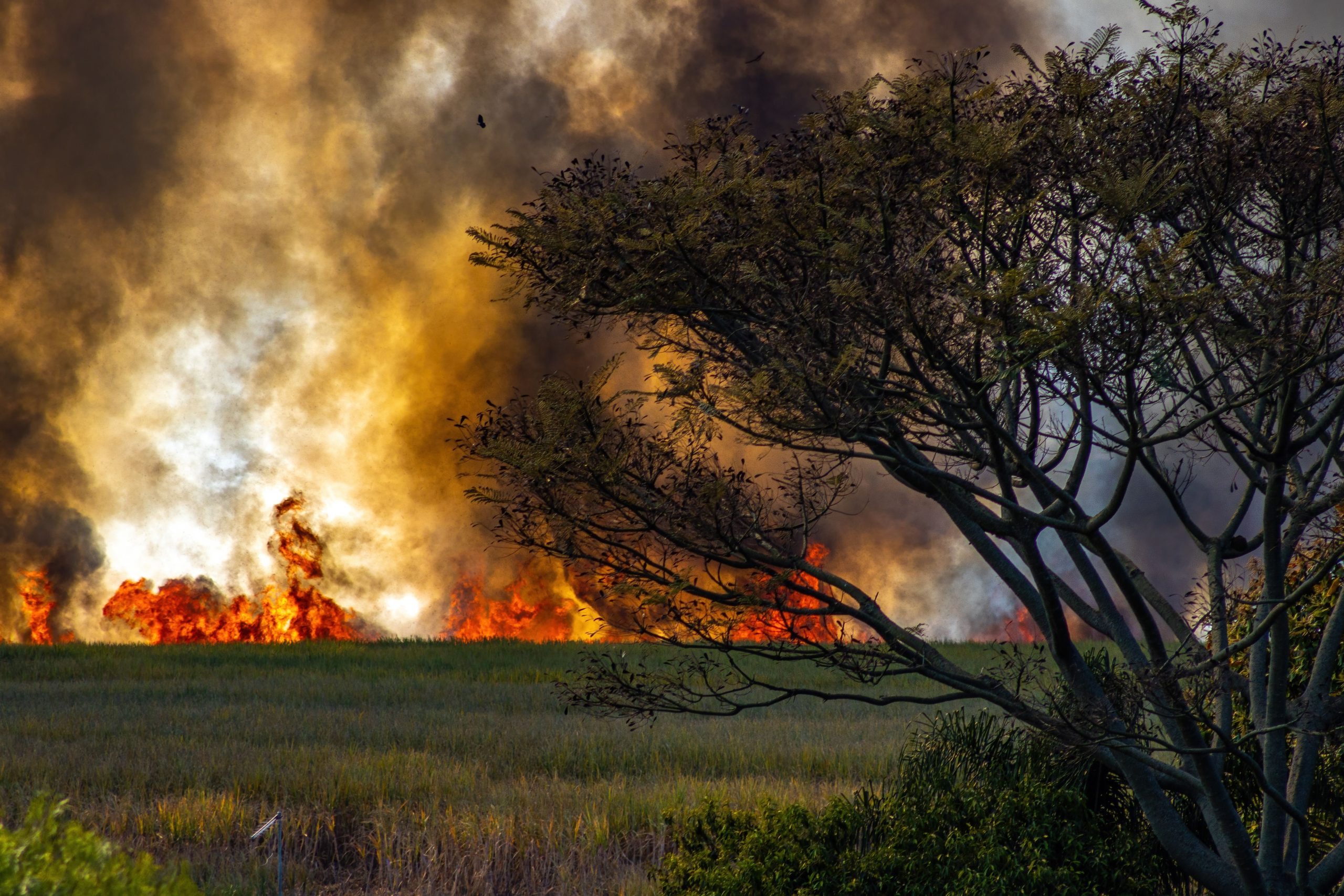 wildfires and vineyards